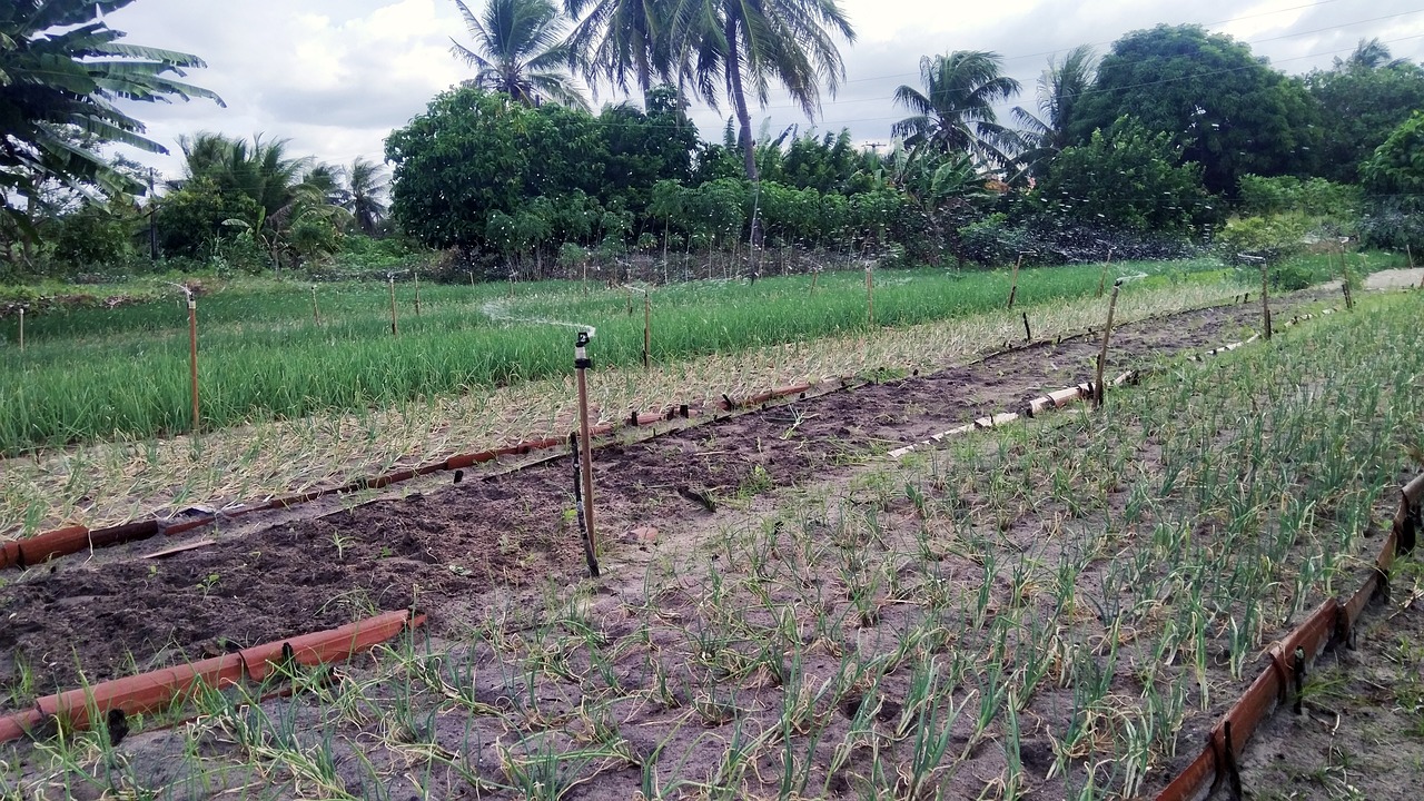 The Future of Agricultural Technology Innovations